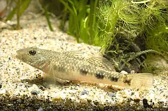 Description de l'image Rhinogobius giurinus(Hamamatsu,Shizuoka,Japan).jpg.