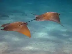 Rhinoptera steindachneri