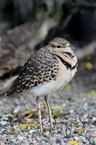 Description de cette image, également commentée ci-après