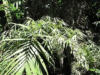 Description de l'image Rhipidocladum bartlettii.jpg.