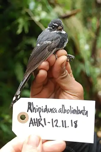 Description de l'image Rhipidura albolimbata Salvadori, 1874 collected in Papua New Guinea.jpg.