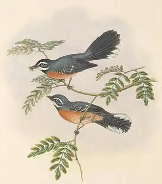 Description de l'image Rhipidura hyperythra - The Birds of New Guinea (cropped).jpg.