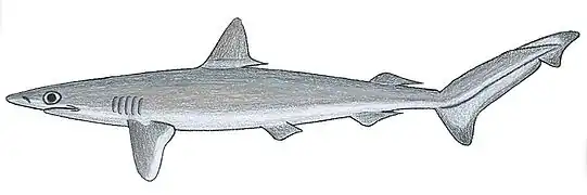 Rhizoprionodon lalandii