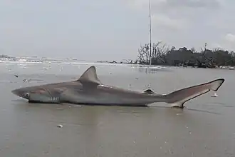 Rhizoprionodon terraenovae