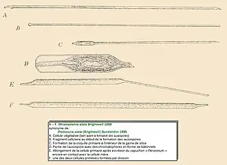 Description de l'image Rhizosolenia alata Brightw., 1858 in Engler & Prantl 1900.jpg.