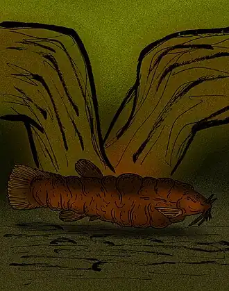 Description de l'image Rhizosomichthys totae.jpg.