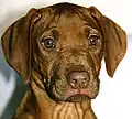 portrait d'un chiot de 3&nbsp;mois Rhodesian ridgeback  nez foie yeux ambres.