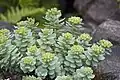 Rhodiola rosea