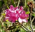 Rhododendron ferrugineux
