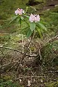 Rhododendron de Californie.