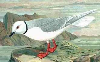 genre Rhodostethiamouette rosée