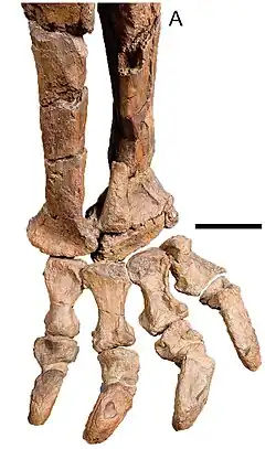 Description de l'image Rhoetosaurus Leg.jpg.