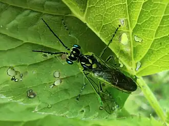 Description de cette image, également commentée ci-après