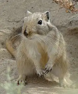 Grande gerbille à Baïkonour en septembre 2009.