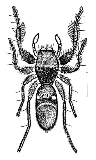 Description de l'image Rhombonotus.gracilis.png.