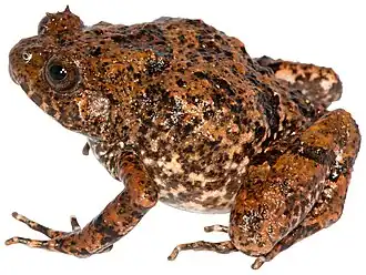 Description de l'image Rhombophryne-vaventy.jpg.