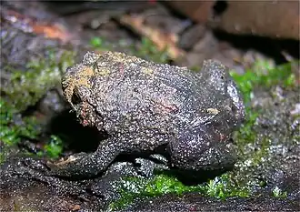 Description de l'image Rhombophryne coudreaui01.jpg.