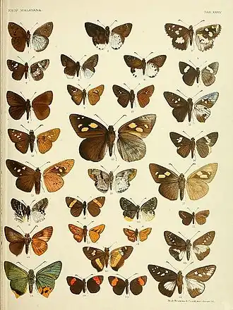 Description de l'image RhopaloceraMalayanaXXXIV.jpg.