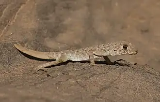 Description de l'image Rhoptropus afer 345390145.jpg.