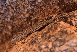 Description de l'image Rhoptropus barnardi.jpg.