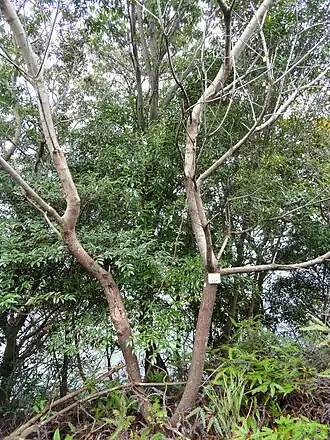 Description de l'image Rhus javanica - Miyajima Natural Botanical Garden - DSC02341.JPG.