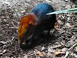 Un exemplaire d'un sengi à face grise