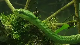 Description de l'image Rhynchophis prasinus - spécimen adulte - Ménagerie Paris 01.JPG.