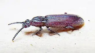 Description de l'image Rhysodes sulcatus natur.jpg.