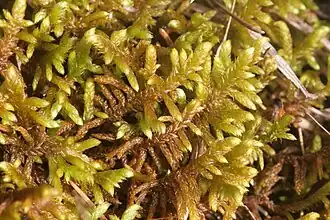 Description de l'image Rhytidium rugosum (d, 145044-474635) 4670.JPG.