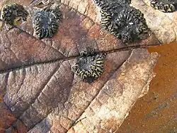 Formation des ascocarpes à la sortie de l'hiver sur les feuilles en décomposition au sol.