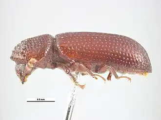 Description de cette image, également commentée ci-après