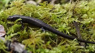 Description de l'image Riama balneator 57727291 (cropped).jpg.