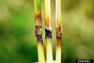 Image illustrative de l’article Pyriculariose