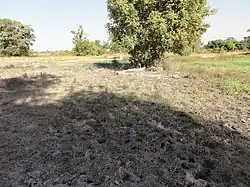 Production de riz à Banikoara.