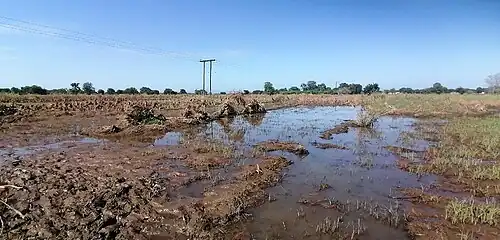 Champs de riz dévastés au Malawi.