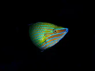 Description de l'image Richmond's wrasse (Halichoeres richmondi).jpg.