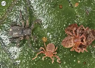Description de l'image Ricinulei from Fernandez & Giribet, Cryptocellus becki, female and two nymphs, from Reserva Ducke, Amazonia, Brazil (2015) (cropped).jpg.