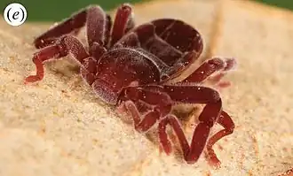 Description de l'image Ricinulei from Fernandez & Giribet, female of an undescribed Cryptocellus sp. from Isla Colón, Bocas del Toro, Panama (2015) (cropped).jpg.