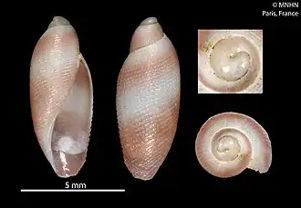 Rictaxiella debelius