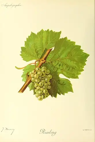 Riesling (cépage)
