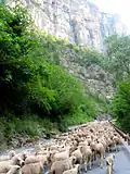 La transhumance dans les gorges du Cians à Rigaud.