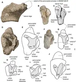 Os fossiles crâniens de reptiles marins préhistoriques exposée sur fond blanc.