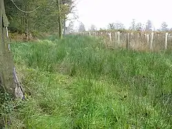 Chemin de lisière de parcelle et débardage. Les joncs indiquent une zone tassée par les engins