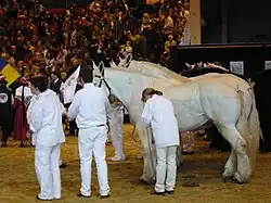 Dans un ring d'exposition, plusieurs personnes toutes habillées en blanc encadrent des chevaux gris; le public est dans les gradins en arrière-plan.