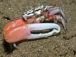 Crabe violoniste Uca annulipes