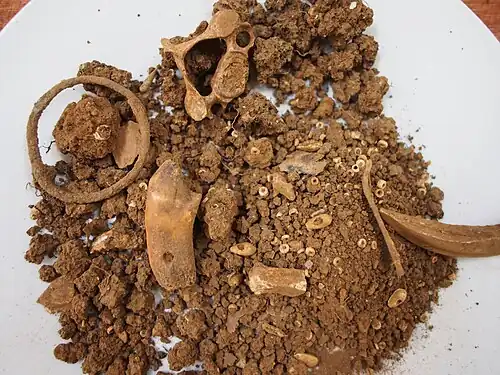 Anneau en cuivre, perles, dent percée, petits os trouvés dans la grotte d'Iroungou.