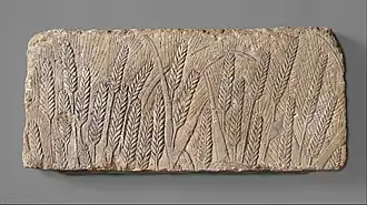 Le champ d'orge mûr.