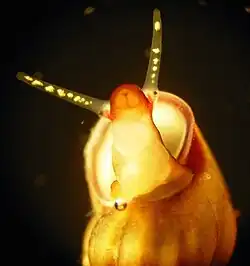 Pied, mufle avec la bouche et les tentacules céphaliques.