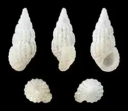 Rissoina tornatilis (Rissoinidae).