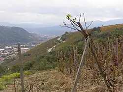 Vue sur la partie septentrionale du vignoble